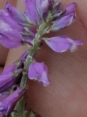 Polygala hybrida