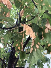 Xylella fastidiosa