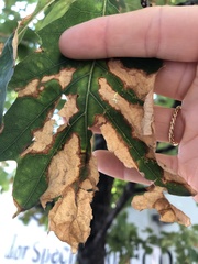 Xylella fastidiosa