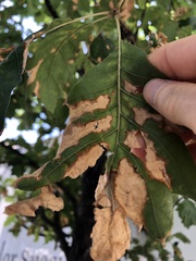 Xylella fastidiosa