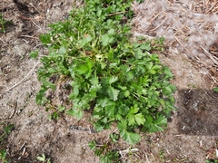 Potentilla hyparctica