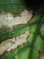 Xylella fastidiosa