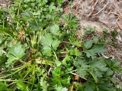Potentilla hyparctica