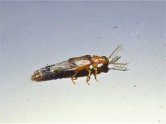 Distremocephalus texanus