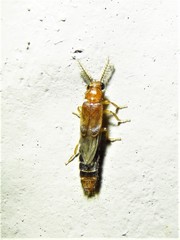 Distremocephalus texanus