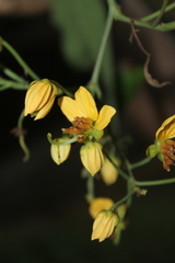 Senna fruticosa