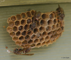 Ropalidia plebeiana
