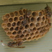 White-faced Brown Paper Wasp - Photo (c) sea-kangaroo, some rights reserved (CC BY-NC-ND), uploaded by sea-kangaroo