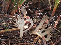 Clavulina tasmanica