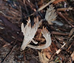 Clavulina tasmanica