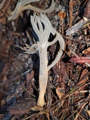 Clavulina tasmanica