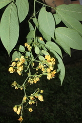 Senna fruticosa