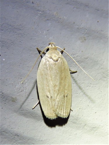 Antaeotricha osseella photo 2
