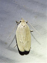Antaeotricha osseella
