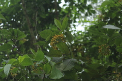 Senna fruticosa
