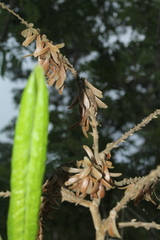 Triplaris