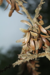 Triplaris