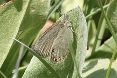 Coenonympha haydenii