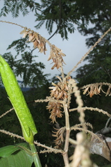 Triplaris