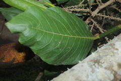 Triplaris