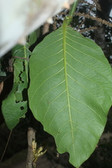 Triplaris