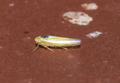 Erythridula noeva