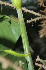 Triplaris