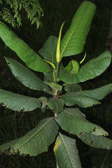Triplaris