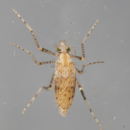Chaoborus punctipennis photo 4