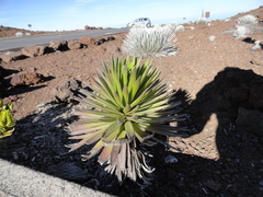 Argyroxiphium × Dubautia