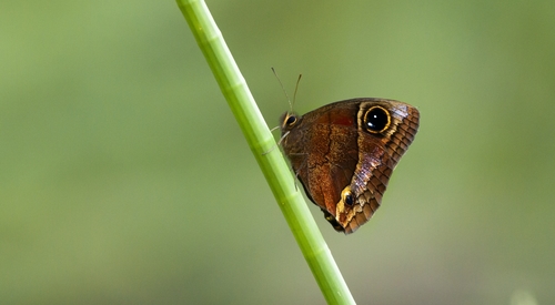 Puerto Rican calisto