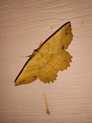 Euchlaena johnsonaria