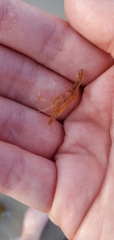 Leander tenuicornis