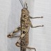 Giant Grasshopper - Photo (c) Ian McMillan, some rights reserved (CC BY-NC), uploaded by Ian McMillan