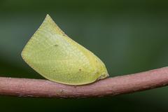 Phyllyphanta declivis