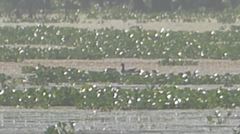 Gallinula galeata