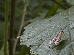 Panorpa nebulosa
