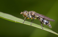 Spheginobaccha