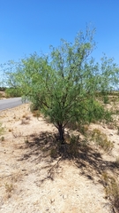 Prosopis pubescens