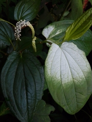 Saururus chinensis