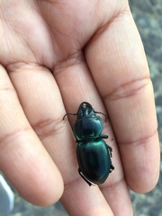 Pasimachus mexicanus