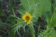 Scolymus maculatus