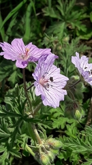 Geranium tuberosum
