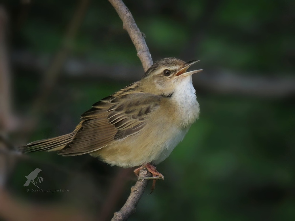Pallas's Grasshopper Warbler