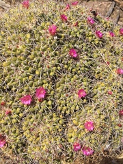 Mammillaria compressa