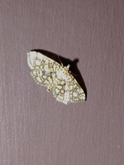 Lygropia rivulalis