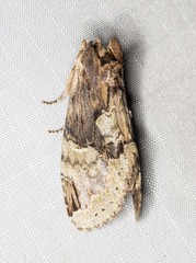 Antithemerastis acrobela
