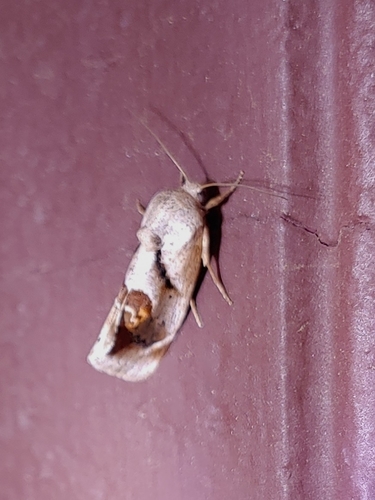 Curve-lined Acontia