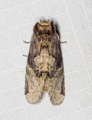 Antithemerastis acrobela