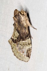 Antithemerastis acrobela